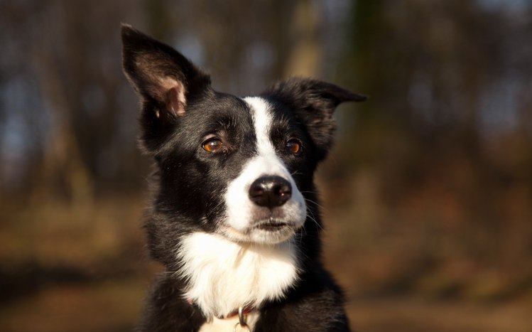 Border Collie Theme screenshot #15