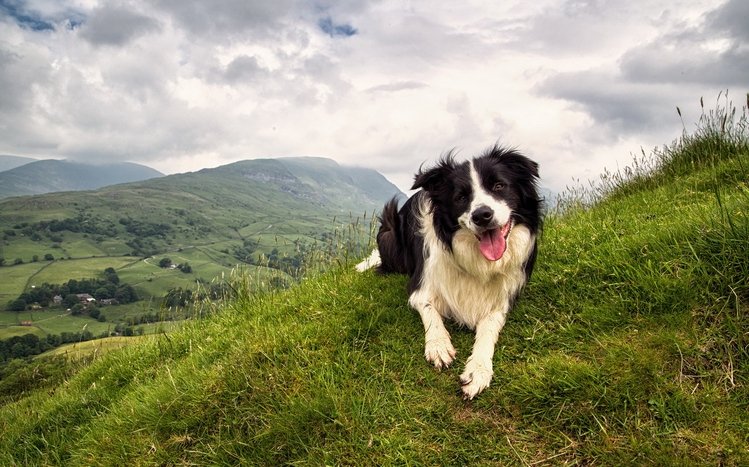 Border Collie Theme screenshot #17