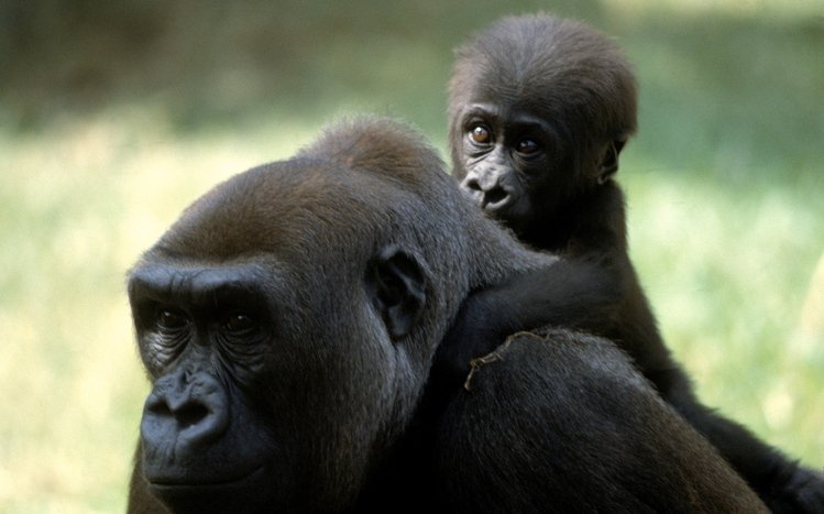 Gorilla Theme screenshot #16