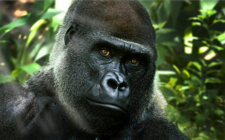 Gorilla Theme screenshot #19