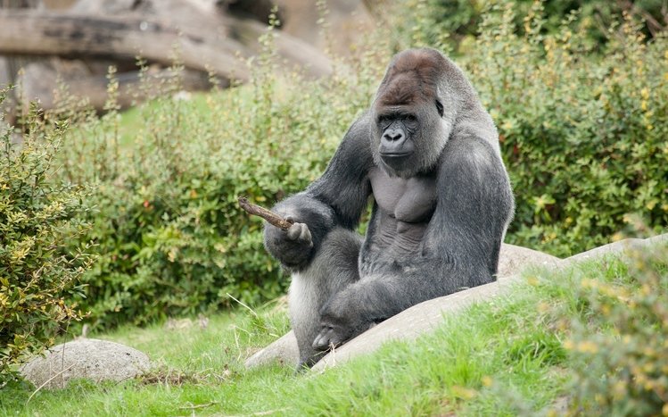 Gorilla Theme screenshot #9