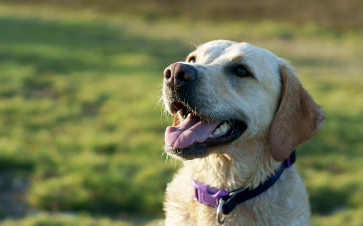 Labrador Retriever Theme screenshot #22