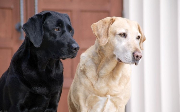 Labrador Retriever Theme screenshot #3