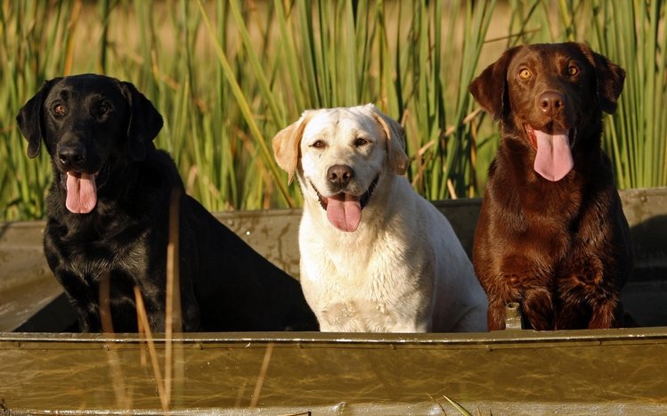 Labrador Retriever Theme screenshot #5