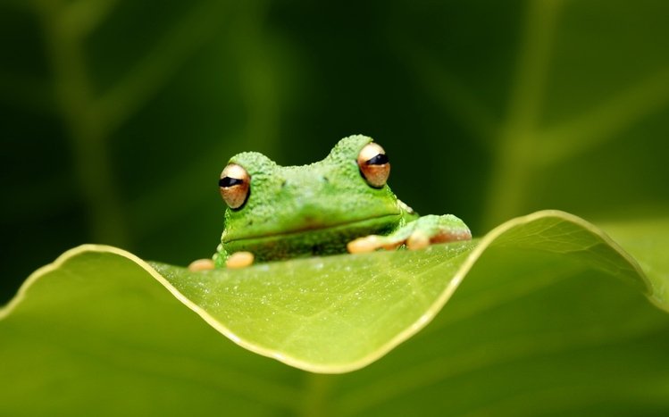 Tree Frog Theme screenshot #12