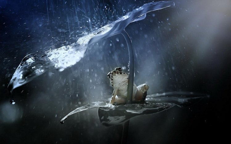 Tree Frog Theme screenshot #19