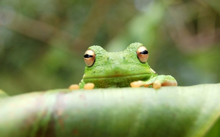 Tree Frog Theme screenshot #2