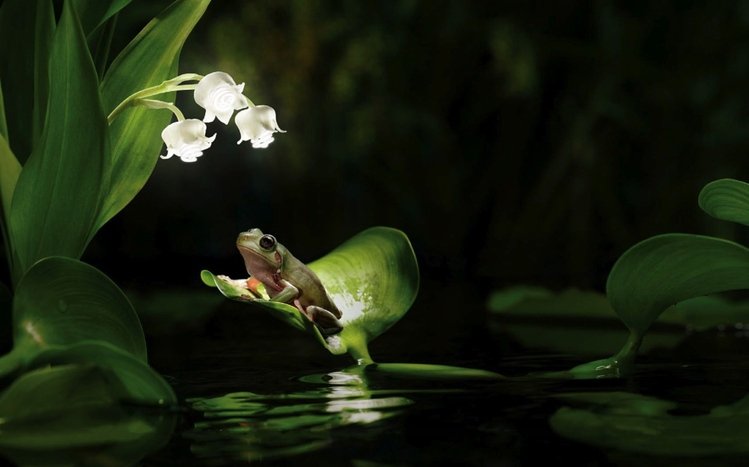 Tree Frog Theme screenshot #21