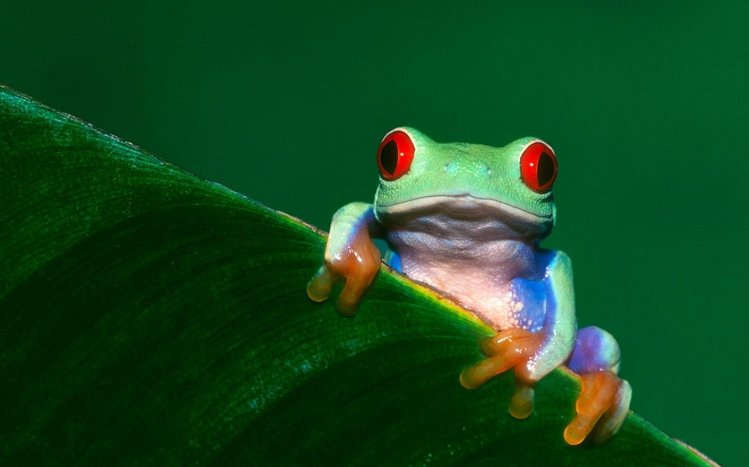 Tree Frog Theme screenshot #3