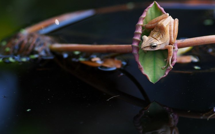 Tree Frog Theme screenshot #6