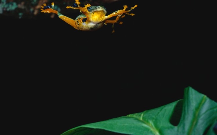 Tree Frog Theme screenshot #8