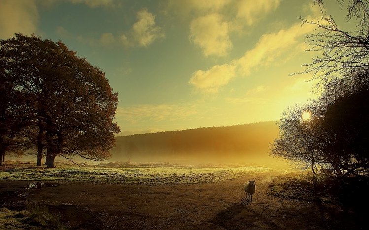 Sheep Theme screenshot #14