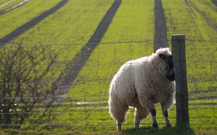 Sheep Theme screenshot #4