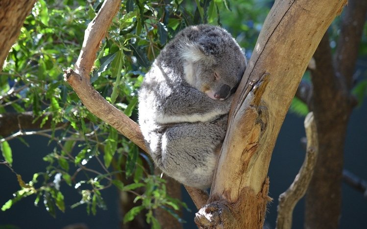 Koala Theme screenshot #13