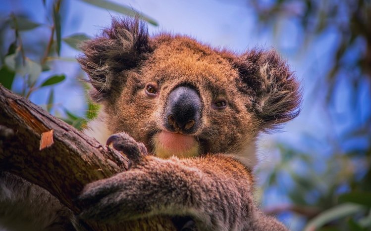 Koala Theme screenshot #15