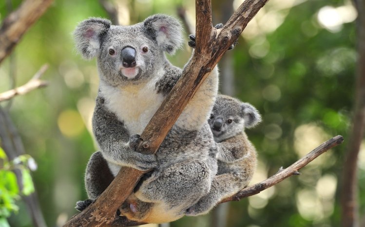 Koala Theme screenshot #16