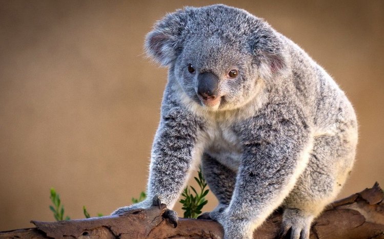 Koala Theme screenshot #2