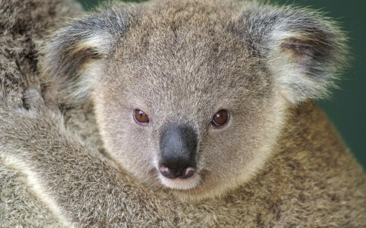 Koala Theme screenshot #9