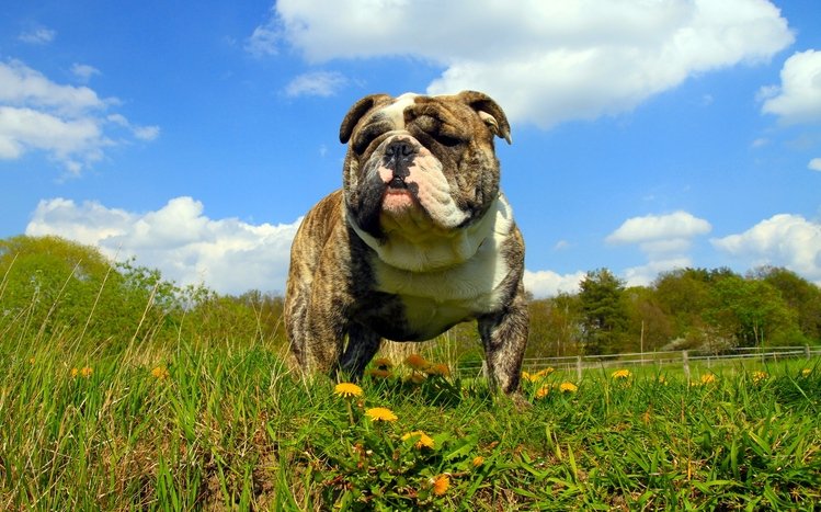 Bulldog Theme screenshot #17