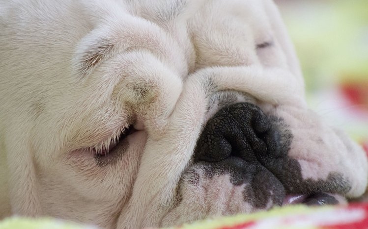 Bulldog Theme screenshot #30