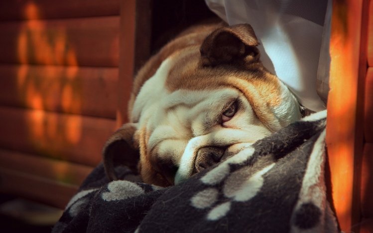 Bulldog Theme screenshot #34