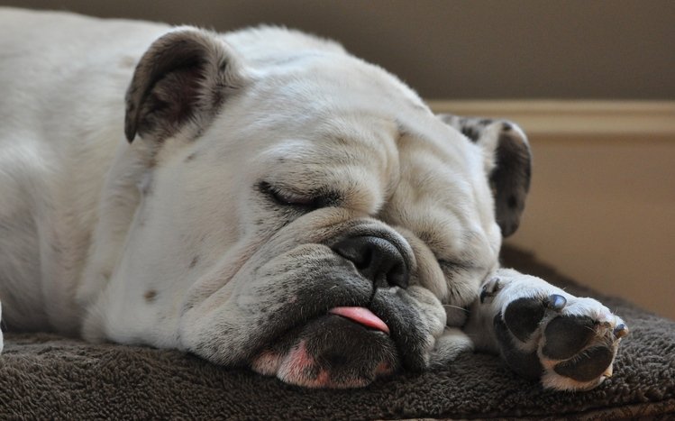 Bulldog Theme screenshot #4