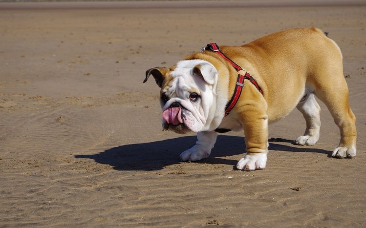 Bulldog Theme screenshot #41