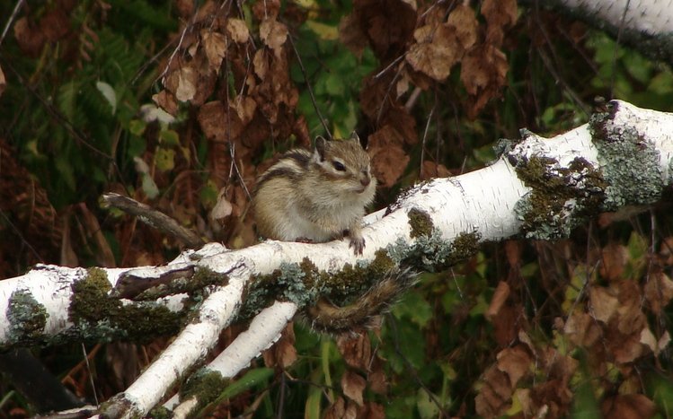 Chipmunk Theme screenshot #12