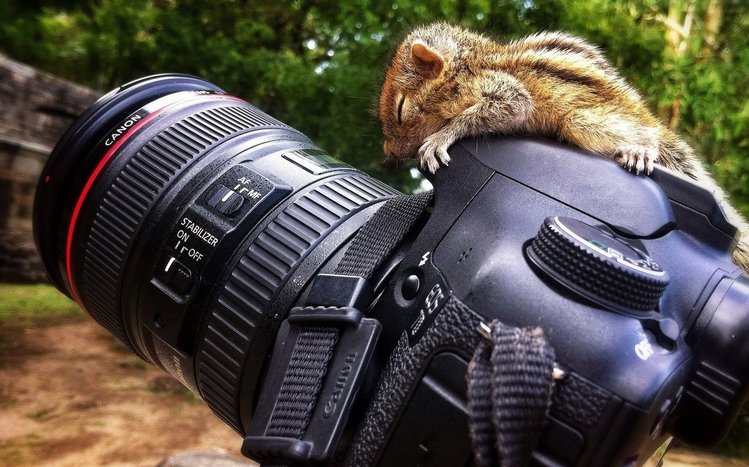 Chipmunk Theme screenshot #18