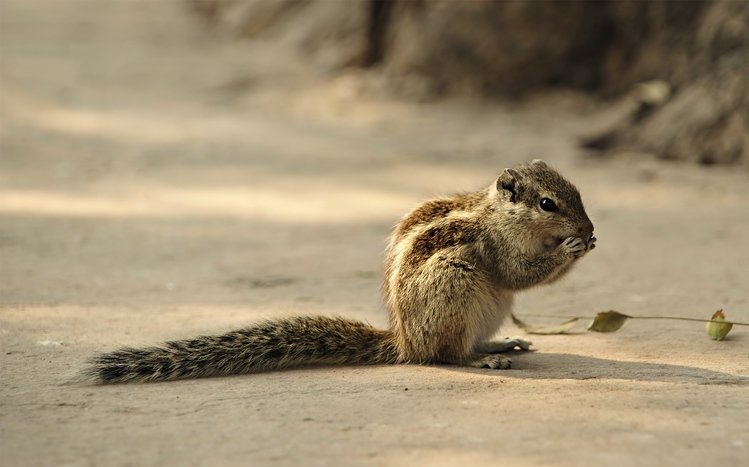 Chipmunk Theme screenshot #21