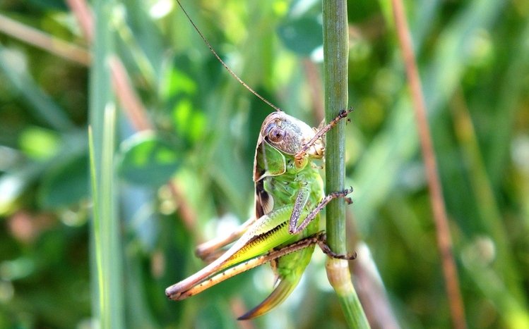 Grasshopper Theme screenshot #10