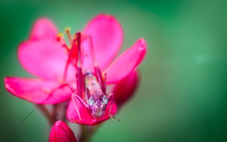 Grasshopper Theme screenshot #20