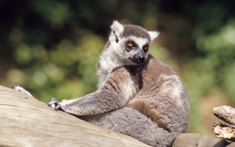 Lemur Theme screenshot #11