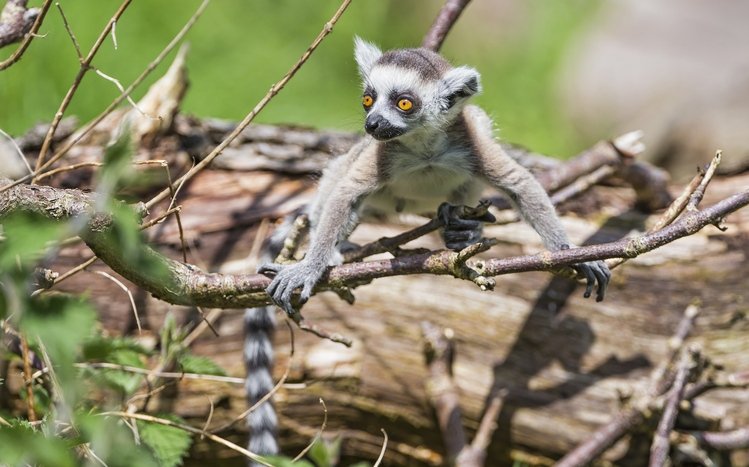 Lemur Theme screenshot #12