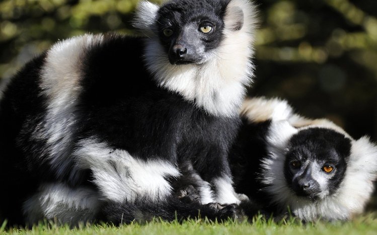 Lemur Theme screenshot #14