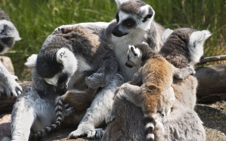 Lemur Theme screenshot #16