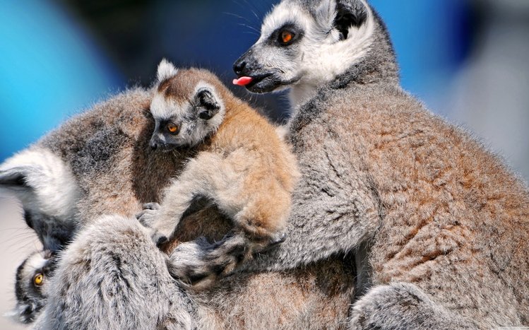 Lemur Theme screenshot #17