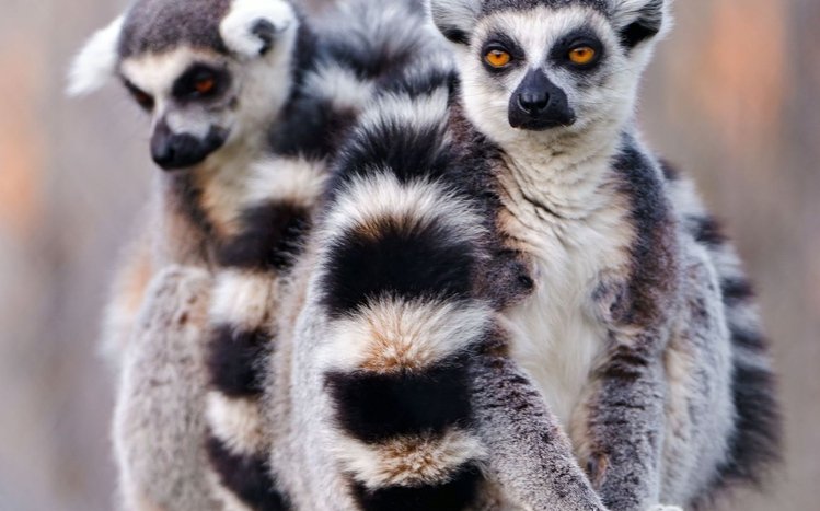 Lemur Theme screenshot #5