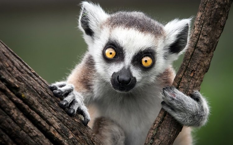 Lemur Theme screenshot #8