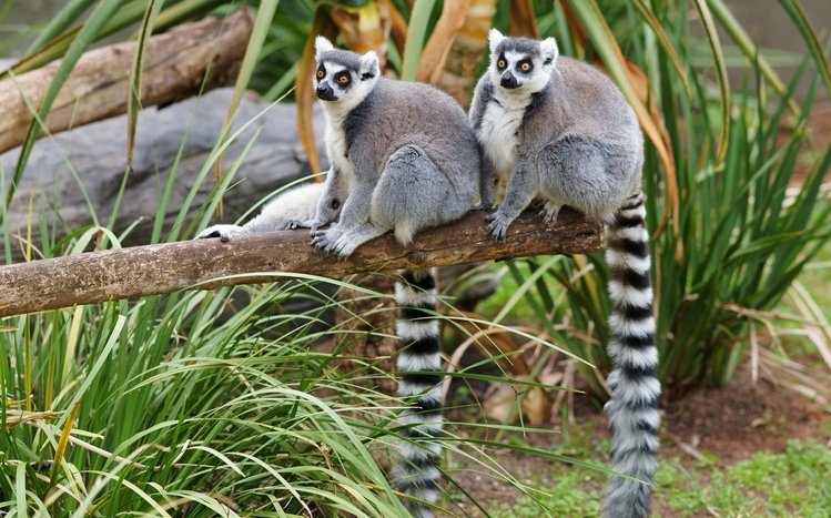 Lemur Theme screenshot #9