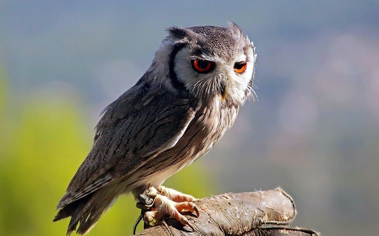 Great Horned Owl Theme screenshot #1