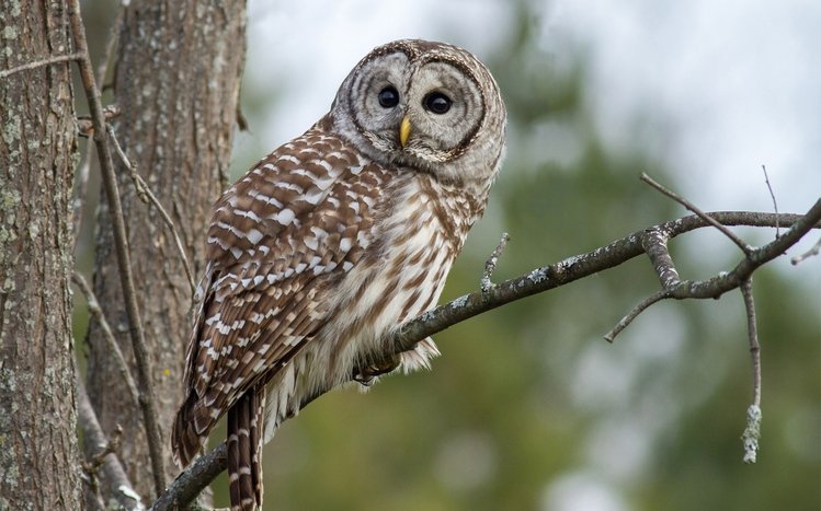 Barred Owl Theme screenshot #10