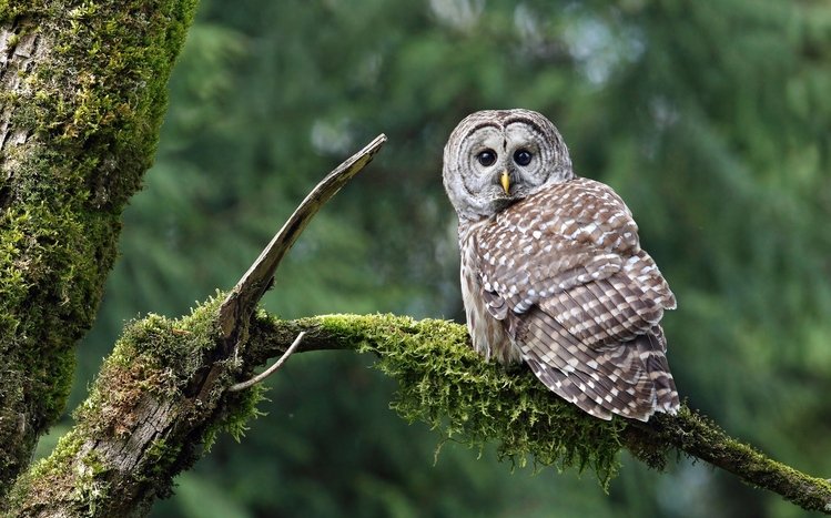 Barred Owl Theme screenshot #13