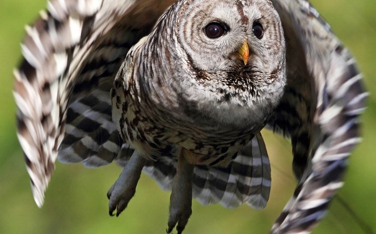 Barred Owl Theme screenshot #14