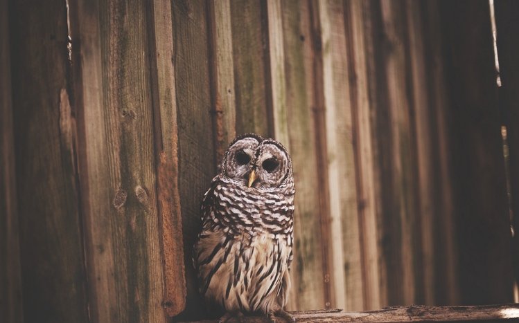 Barred Owl Theme screenshot #17