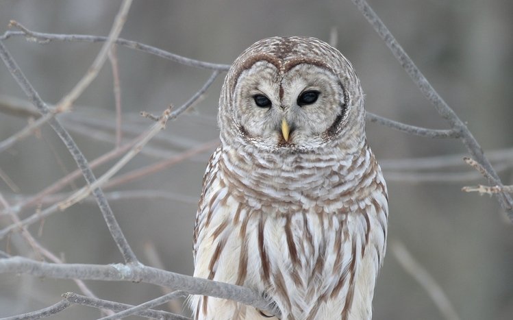Barred Owl Theme screenshot #18