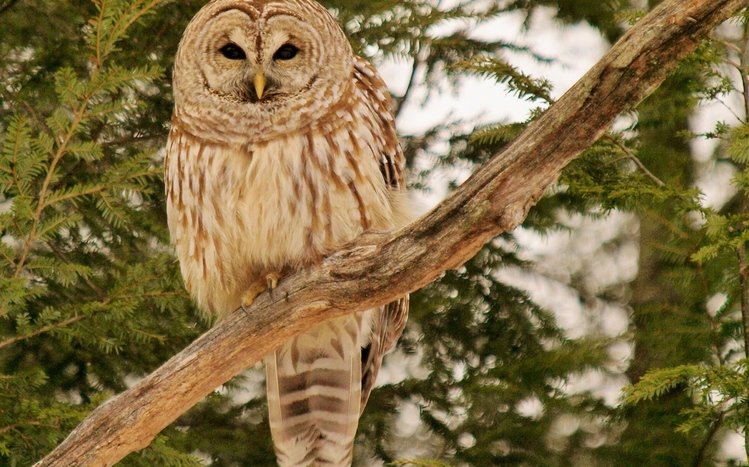 Barred Owl Theme screenshot #7