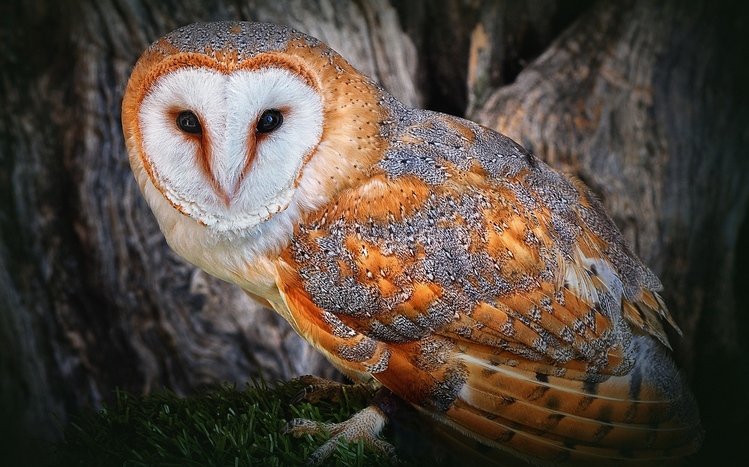 Barn Owl Theme screenshot #1