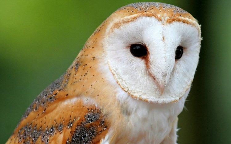 Barn Owl Theme screenshot #2