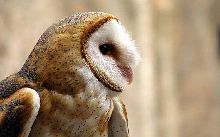 Barn Owl Theme screenshot #7